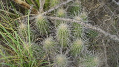 Echinocereus stramineus