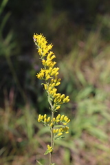 Solidago nemoralis decemflora