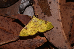 Archernis callixantha