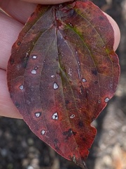 Sphaerulina cornicola