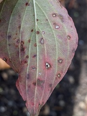 Sphaerulina cornicola