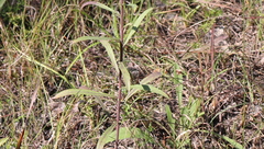 Solidago nemoralis decemflora