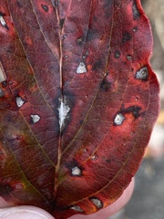 Sphaerulina cornicola