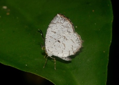 Allotinus substrigosus