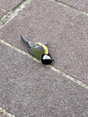 Parus major