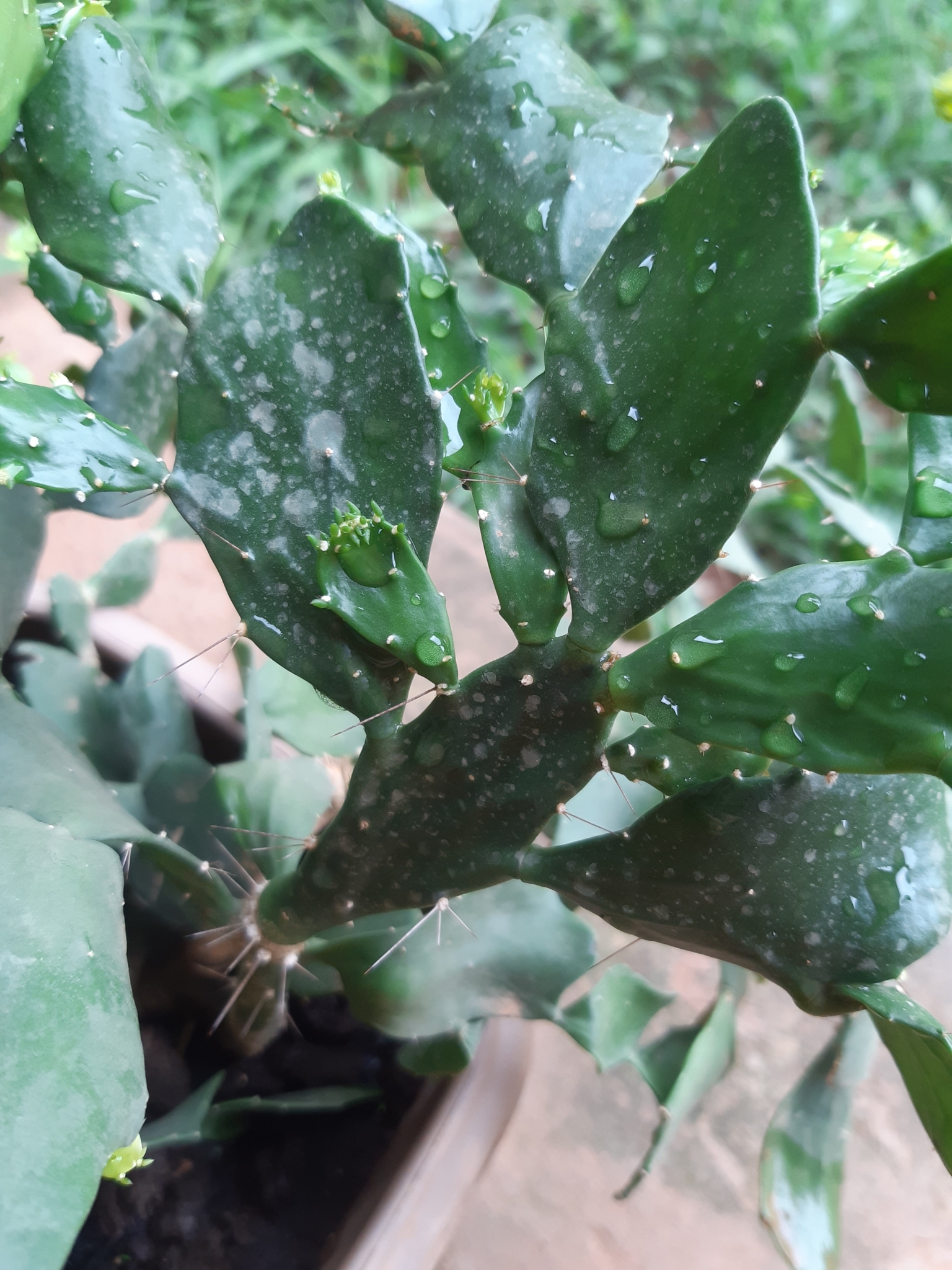 Brasiliopuntia brasiliensis