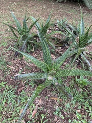 Aloe greenii