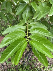 Vangueria madagascariensis