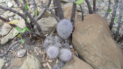 Mammillaria pottsii