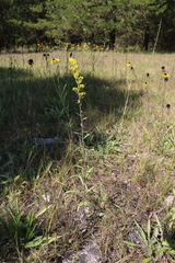 Solidago nemoralis decemflora