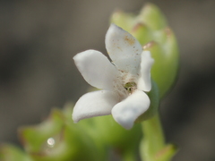 Oldenlandia biflora