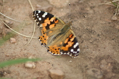 Vanessa cardui