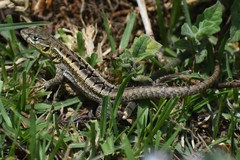 Lesser Ornate Whorltail Iguana photo 4