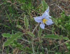 Solanum juvenale