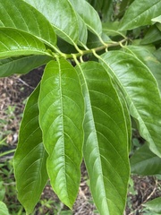 Vangueria madagascariensis