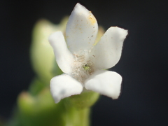 Oldenlandia biflora