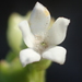 Oldenlandia biflora - Photo no hay derechos reservados, subido por 葉子