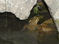 Rhinella atacamensis
