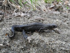 Triturus carnifex