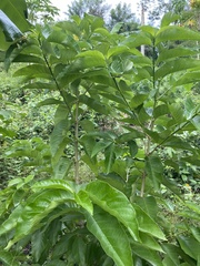 Vangueria madagascariensis