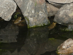 Rhinella atacamensis