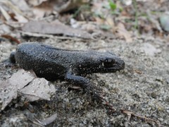Triturus carnifex