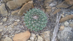 Mammillaria meiacantha
