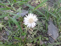Taraxacum coreanum