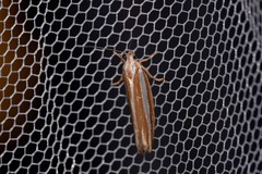 Catoryctis subparallela