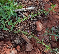 Hedeoma oblongifolia