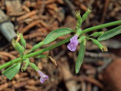 Hedeoma oblongifolia
