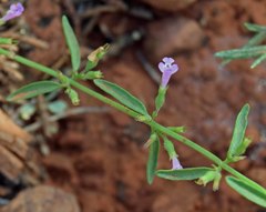 Hedeoma oblongifolia