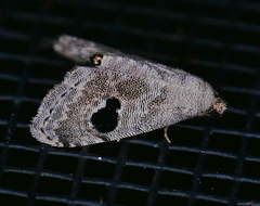 Abablemma duomaculata