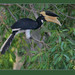 Malabar Pied Hornbill - Photo (c) Steve Garvie, some rights reserved (CC BY-NC-SA)