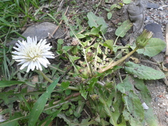 Taraxacum coreanum