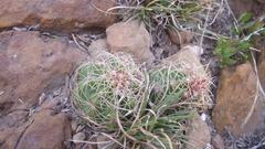 Thelocactus bicolor bicolor