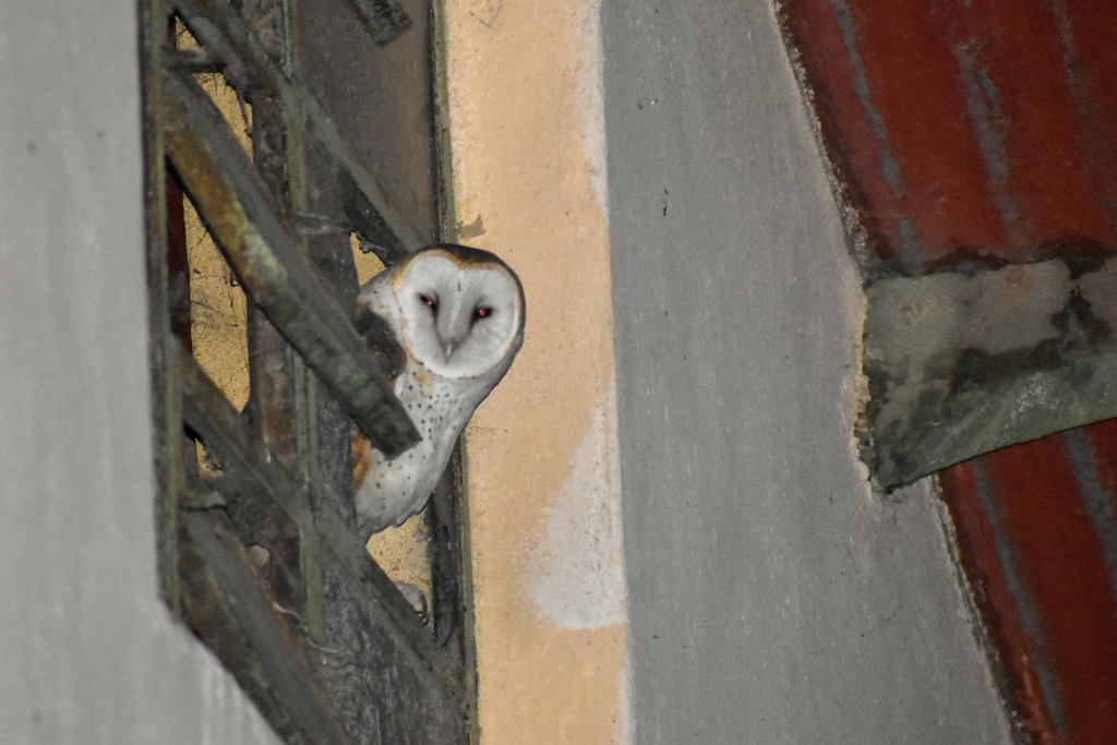 Austral American Barn Owl