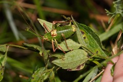 Barbitistes fischeri