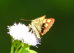 Ampittia dioscorides