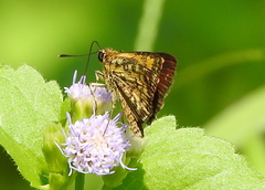 Ampittia dioscorides