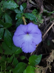 Achimenes longiflora