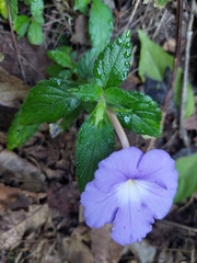 Achimenes longiflora