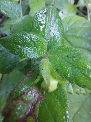 Achimenes longiflora