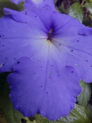 Achimenes longiflora