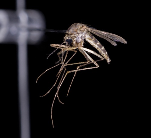 Minute Floodwater Mosquito photo 4