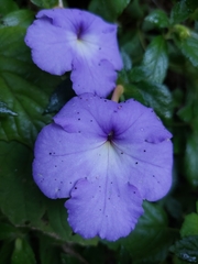 Achimenes longiflora
