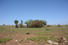 Parinari capensis capensis