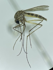 Aedes cinereus