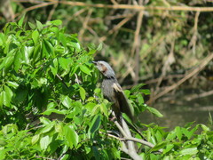 Hypsipetes amaurotis