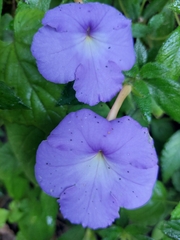 Achimenes longiflora